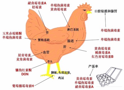 霉菌毒素對雞的危害