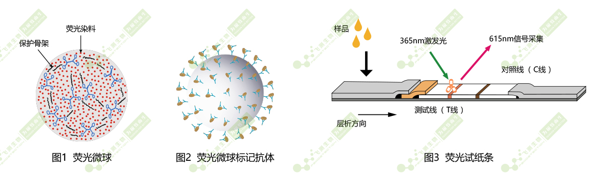 時(shí)間分辨熒光納米微球標(biāo)記技術(shù)