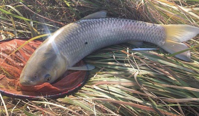 大型魚類重金屬超標(biāo)